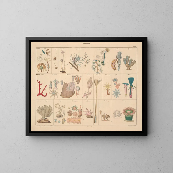 Illustrations of the General Natural History of Oken for all states Pl061 - Lorenz Oken — framed artwork on a wall