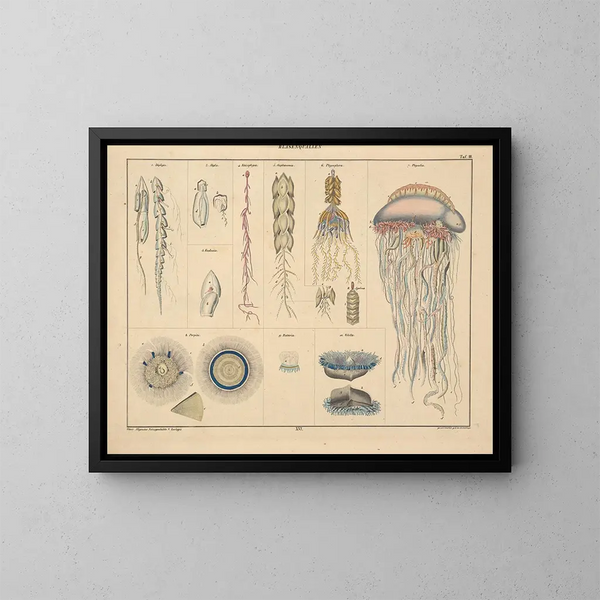 Illustrations de l'Histoire naturelle générale d'Oken pour tous les états Pl062 - Lorenz Oken — framed artwork on a wall