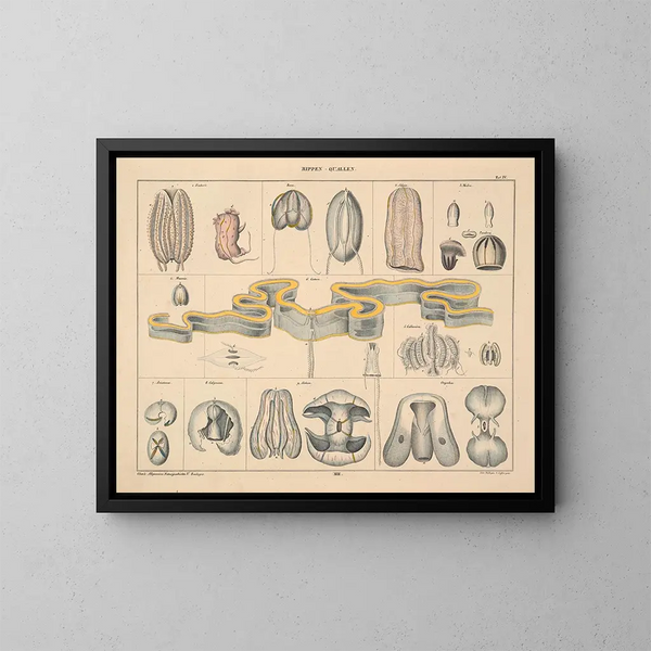 Illustrations de l'Histoire naturelle générale d'Oken pour tous les états Pl063 - Lorenz Oken — framed artwork on a wall