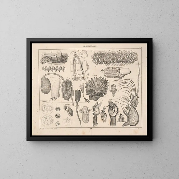 Illustrations of Oken's General Natural History for all states Pl070 - Lorenz Oken — framed artwork on a wall