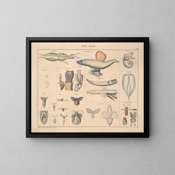 Illustrations de l'Histoire naturelle générale d'Oken pour tous les états Pl071 - Lorenz Oken — framed artwork on a wall