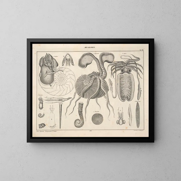 Illustrations of the General Natural History of Oken for all states Pl072 - Lorenz Oken — framed artwork on a wall