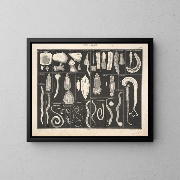 Illustrations de l'Histoire naturelle générale d'Oken pour tous les états Pl073 - Lorenz Oken — framed artwork on a wall