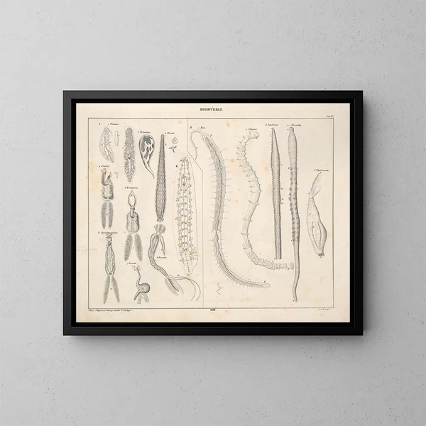 Illustrations of the General Natural History of Oken for all states Pl074 - Lorenz Oken — framed artwork on a wall