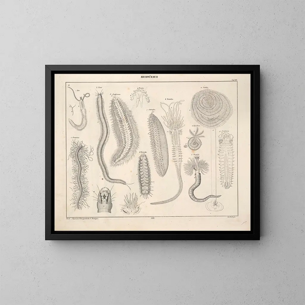 Illustrations of the General Natural History of Oken for all states Pl075 - Lorenz Oken — framed artwork on a wall