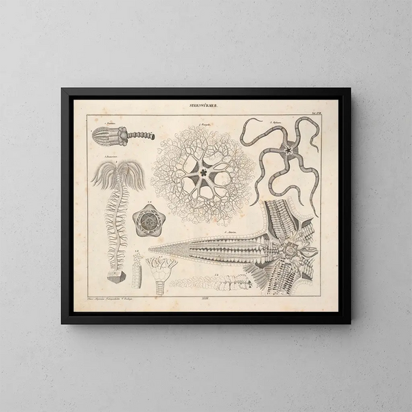 Illustrations of the General Natural History of Oken for all states Pl077 - Lorenz Oken — framed artwork on a wall