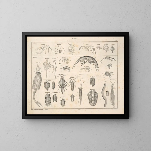 Illustrations de l'Histoire naturelle générale d'Oken pour tous les états Pl078 - Lorenz Oken — framed artwork on a wall