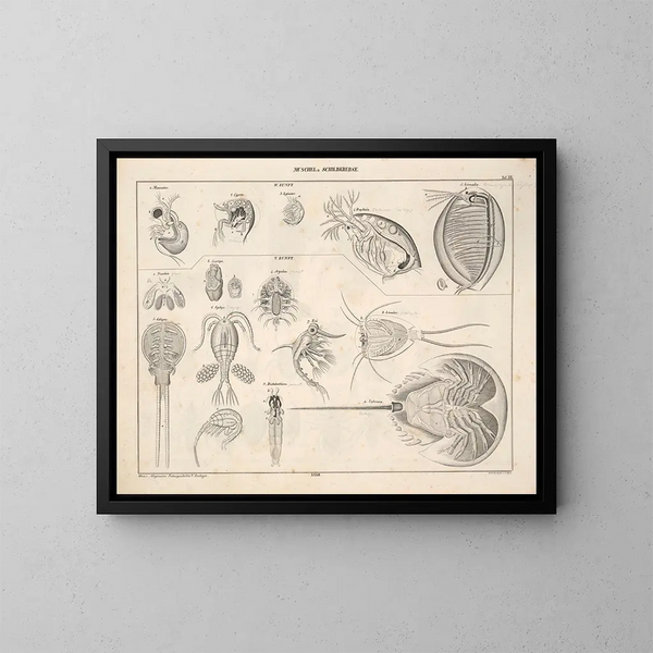Illustrations de l'Histoire naturelle générale d'Oken pour tous les états Pl079 - Lorenz Oken — framed artwork on a wall