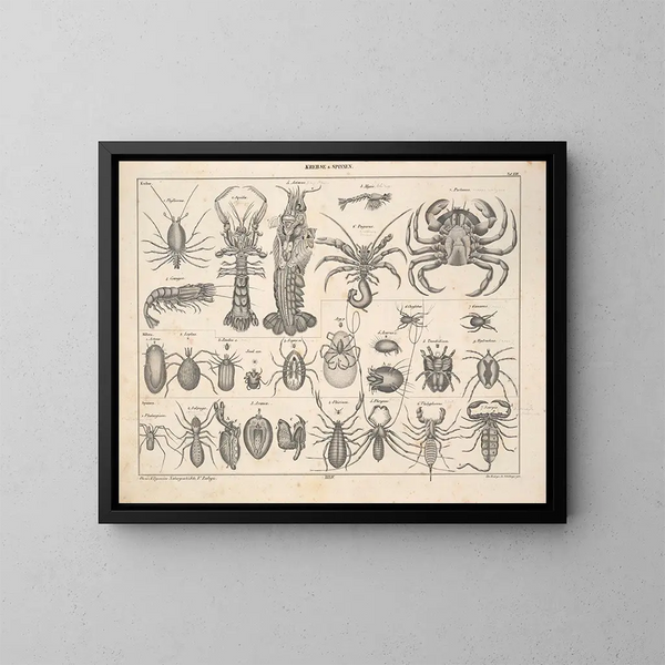 Illustrations of the General Natural History of Oken for all states Pl080 - Lorenz Oken — framed artwork on a wall