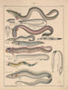 Illustraties voor de Algemene Natuurgeschiedenis van Oken voor alle klassen Pl093 - Lorenz Oken — weergave van het kunstwerk