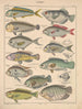 Illustrations for the General Natural History of Oken for all classes Pl097 - Lorenz Oken — artwork view