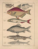 Illustrations for the General Natural History of Oken for all classes Pl100 - Lorenz Oken — artwork view