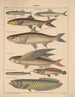 Illustrations for the General Natural History of Oken for all classes Pl101 - Lorenz Oken — artwork view