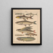 Illustrations for the General Natural History of Oken for all classes Pl101 - Lorenz Oken — framed artwork on a wall