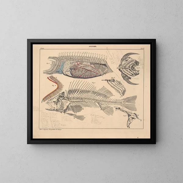 Illustrations de l'Histoire naturelle générale d'Oken pour tous les états Pl103 - Lorenz Oken — framed artwork on a wall
