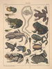 Illustrations for the General Natural History of Oken for all classes Pl105 - Lorenz Oken — artwork view