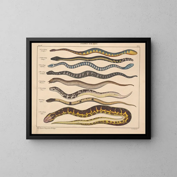 Illustrations of the General Natural History of Oken for all states Pl107 - Lorenz Oken — framed artwork on a wall