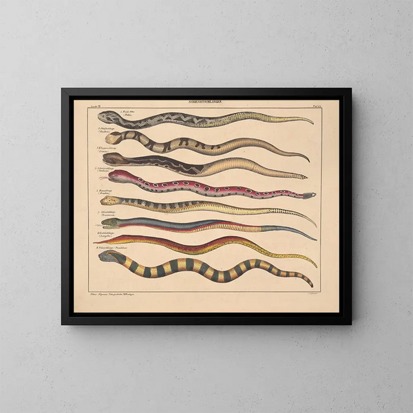 Illustrations de l'Histoire naturelle générale d'Oken pour tous les états Pl109 - Lorenz Oken — framed artwork on a wall