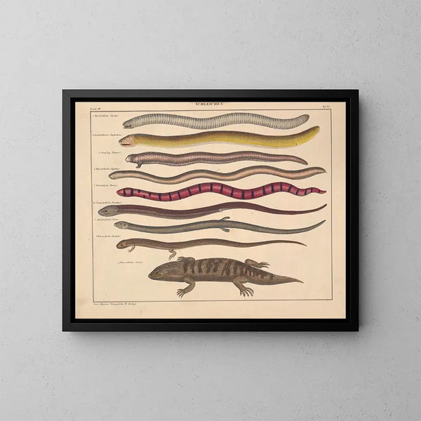 Illustrations of the General Natural History of Oken for all states Pl110 - Lorenz Oken — framed artwork on a wall