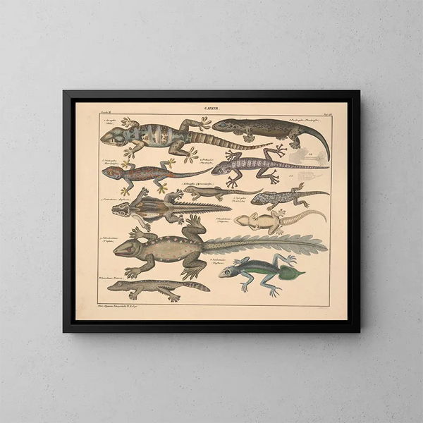 Illustrations of the General Natural History of Oken for all states Pl114 - Lorenz Oken — framed artwork on a wall
