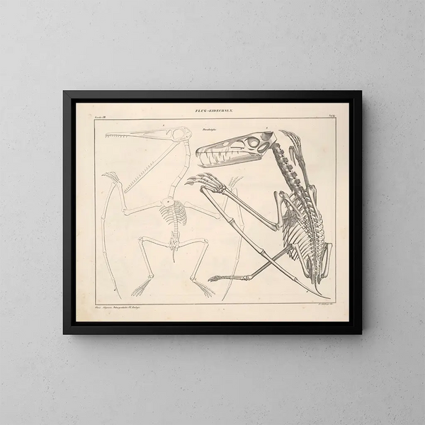 Illustrations of the General Natural History of Oken for all states Pl115 - Lorenz Oken — framed artwork on a wall