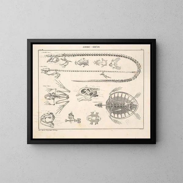 Illustrations de l'Histoire naturelle générale d'Oken pour tous les états Pl116 - Lorenz Oken — framed artwork on a wall