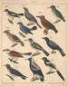 Illustrations for the General Natural History of Oken for all classes Pl119 - Lorenz Oken — artwork view