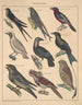 Illustrations for the General Natural History of Oken for all classes Pl120 - Lorenz Oken — artwork view