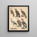 Illustrations for the General Natural History of Oken for all classes Pl121 - Lorenz Oken — framed artwork on a wall