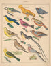 Illustrations for the General Natural History of Oken for all classes Pl125 - Lorenz Oken — artwork view