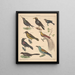 Illustrations for the General Natural History of Oken for all classes Pl126 - Lorenz Oken — framed artwork on a wall