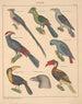 Illustrations for the General Natural History of Oken for all classes Pl127 - Lorenz Oken — artwork view