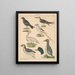 Illustrations for the General Natural History of Oken for all classes Pl128 - Lorenz Oken — framed artwork on a wall