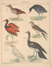 Illustrations for the General Natural History of Oken for all classes Pl130 - Lorenz Oken — artwork view