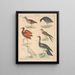 Illustrations for the General Natural History of Oken for all classes Pl130 - Lorenz Oken — framed artwork on a wall