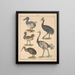 Illustrations for the General Natural History of Oken for all classes Pl132 - Lorenz Oken — framed artwork on a wall