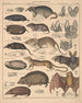 Illustraties voor de Algemene Natuurgeschiedenis van Oken voor alle klassen Pl135 - Lorenz Oken — weergave van het kunstwerk