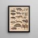 Illustraties voor de Algemene Natuurgeschiedenis van Oken voor alle klassen Pl135 - Lorenz Oken — ingelijst kunstwerk aan de muur