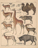 Illustraties voor de Algemene Natuurgeschiedenis van Oken voor alle klassen Pl138 - Lorenz Oken — weergave van het kunstwerk