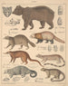 Illustraties voor de Algemene Natuurgeschiedenis van Oken voor alle klassen Pl141 - Lorenz Oken — weergave van het kunstwerk