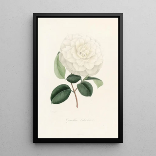 Lorenzo Berlse - Iconographie du genre Camellia Pl005.webp