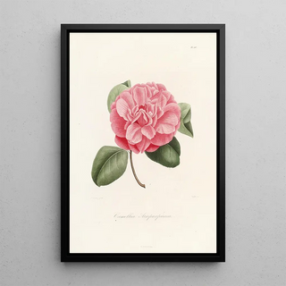 Lorenzo Berlse - Iconographie du genre Camellia Pl006.webp