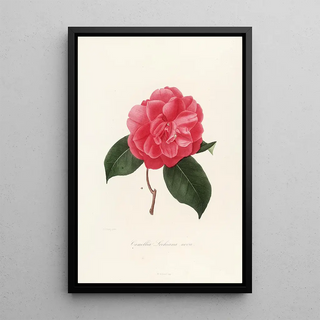 Lorenzo Berlse - Iconographie du genre Camellia Pl008.webp