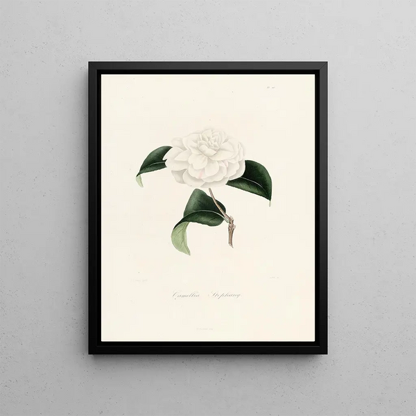 Lorenzo Berlse - Iconographie du genre Camellia Pl011.webp