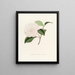 Iconografie van het Camellia-genre Pl012 - Lorenzo Bartolini — ingelijst kunstwerk aan de muur