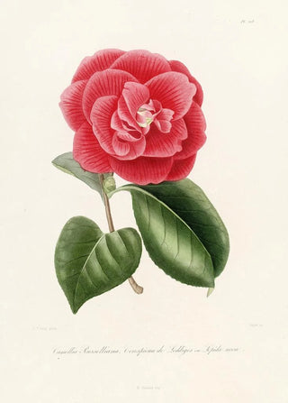 Lorenzo Berlse - Iconographie du genre Camellia Pl018.webp