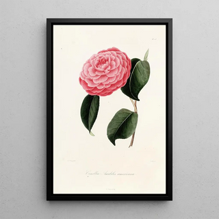 Lorenzo Berlse - Iconographie du genre Camellia Pl023.webp