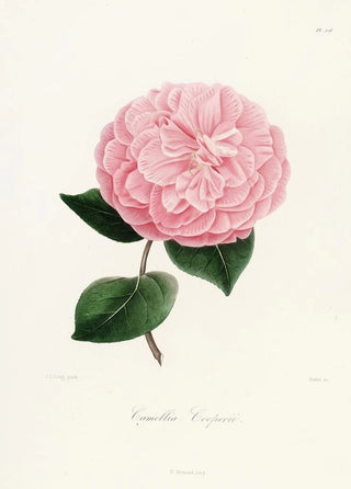 Lorenzo Berlse - Iconographie du genre Camellia Pl026.webp