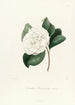 Iconographie du genre Camellia Pl027 - Lorenzo Bartolini — weergave van het kunstwerk