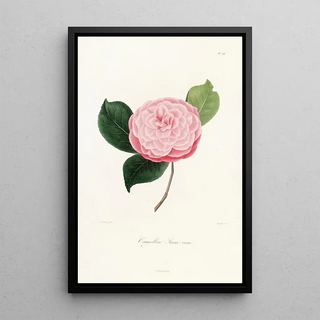 Lorenzo Berlse - Iconographie du genre Camellia Pl029.webp